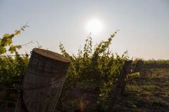 Grounds