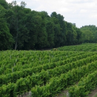 Vineyard-Treeline-1