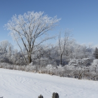 Winter Treeline