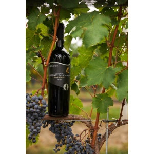 Cabernet Sauvignon in vineyard