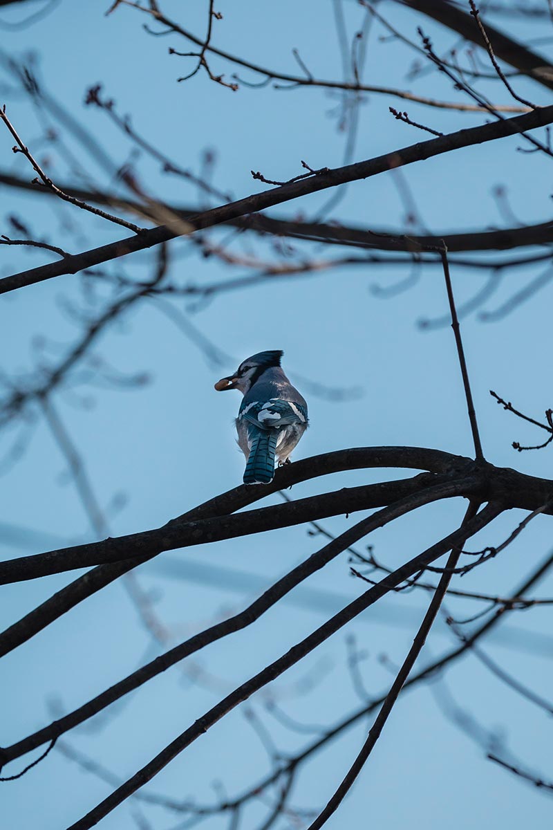 Birding Blue Jay